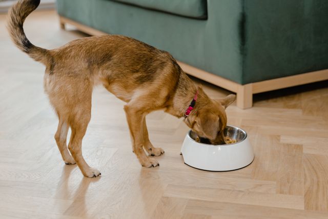 Maya's photo of the fed dog